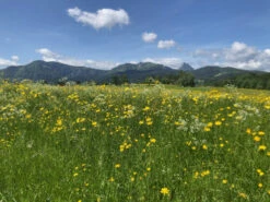 SALEWA MS Mountain Trainer Lite GTX - Multisport Shoes -ALPINE TREK SHOES salewa ms mountain trainer lite gtx multisportschuhe 2da499adae269de6aea469b71feb0c9c 1